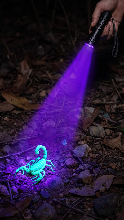 Scorpion Hunting